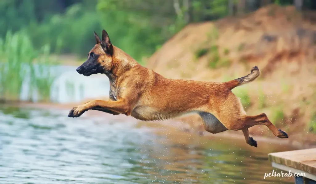 أقوى أنواع الكلاب في العالم بالصور: قوة وهيبة استثنائية 11 كلب مالينوا البلجيكي يقفز